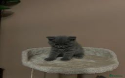 British Shorthair cats for sale: British Shorthair  - Image 9