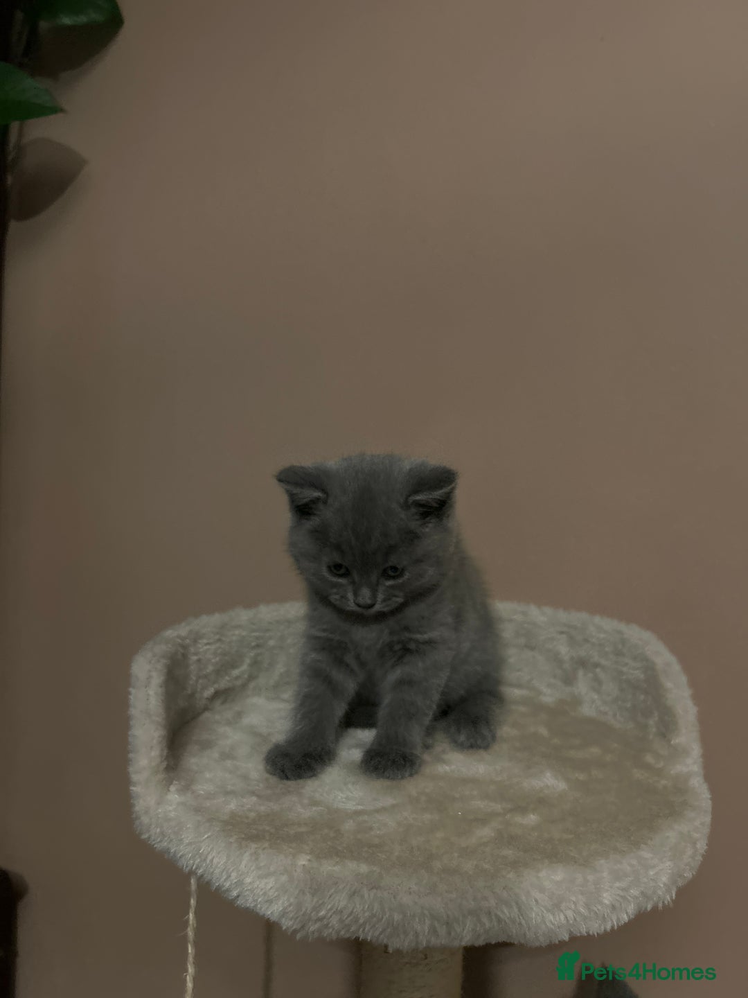 British Shorthair cats for sale: British Shorthair  - Image 9
