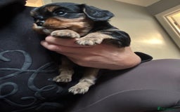 Cavalier King Charles Spaniel dogs for sale: Cavalier King Charles Spaniel  - Image 8