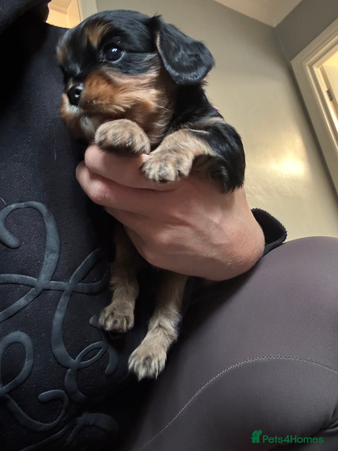 Cavalier King Charles Spaniel dogs for sale: Cavalier King Charles Spaniel  - Image 8