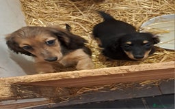 Miniature Dachshund dogs for sale: minature long haired daschund  - Image 11