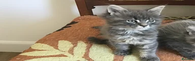 Maine Coon 2