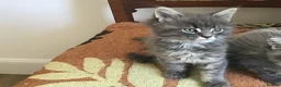 Maine Coon cats for sale: Bundles of maincoon fun  - Advert 15
