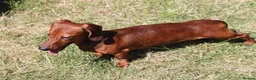 Miniature Dachshund dogs for stud: Red Miniature Dachshund Stud - Advert 6