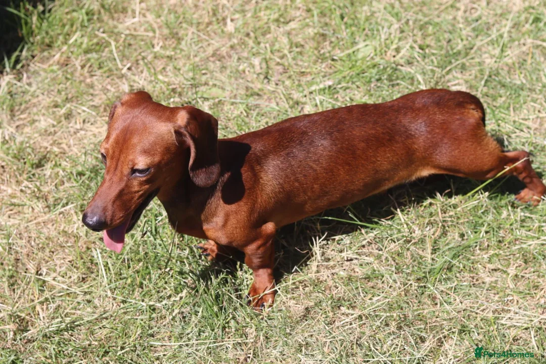 Miniature Dachshund dogs for stud: Red Miniature Dachshund Stud - Advert 6