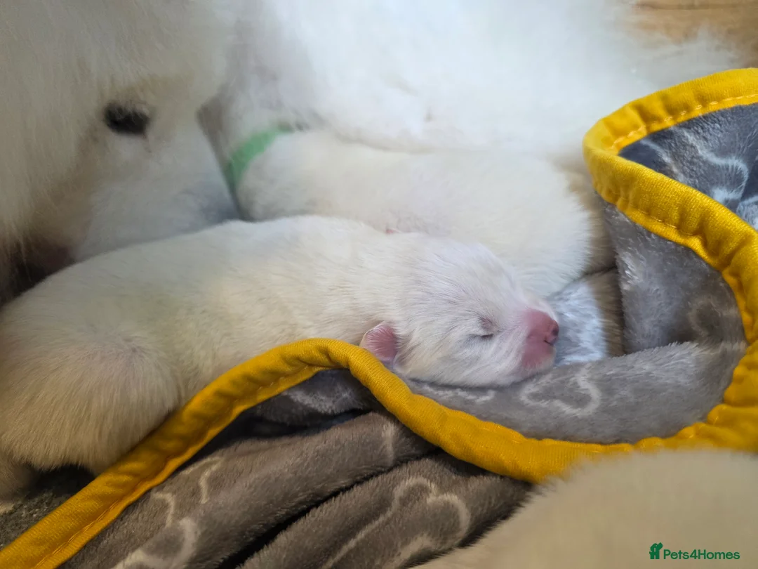 Samoyed dogs for sale: RKC Samoyed Puppies – Champion Bloodlines - Advert 5