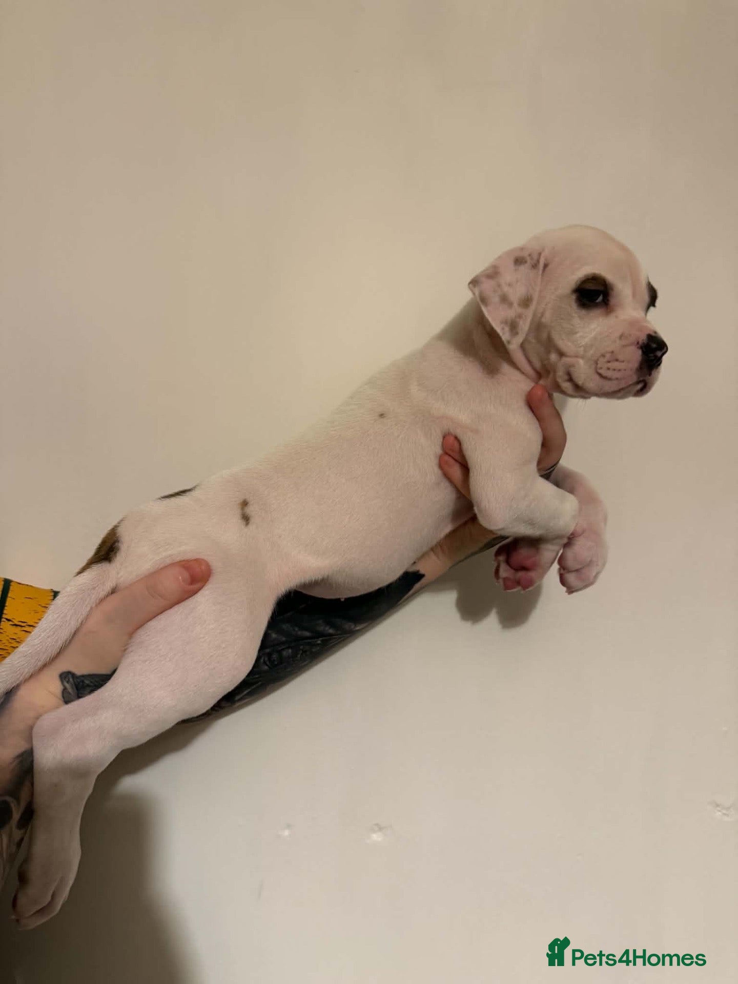 American Bulldog dogs Last female American bulldog puppies  - Advert 13