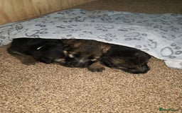 German Shepherd dogs for sale: KC Registered German Shepherd Puppies - Image 12