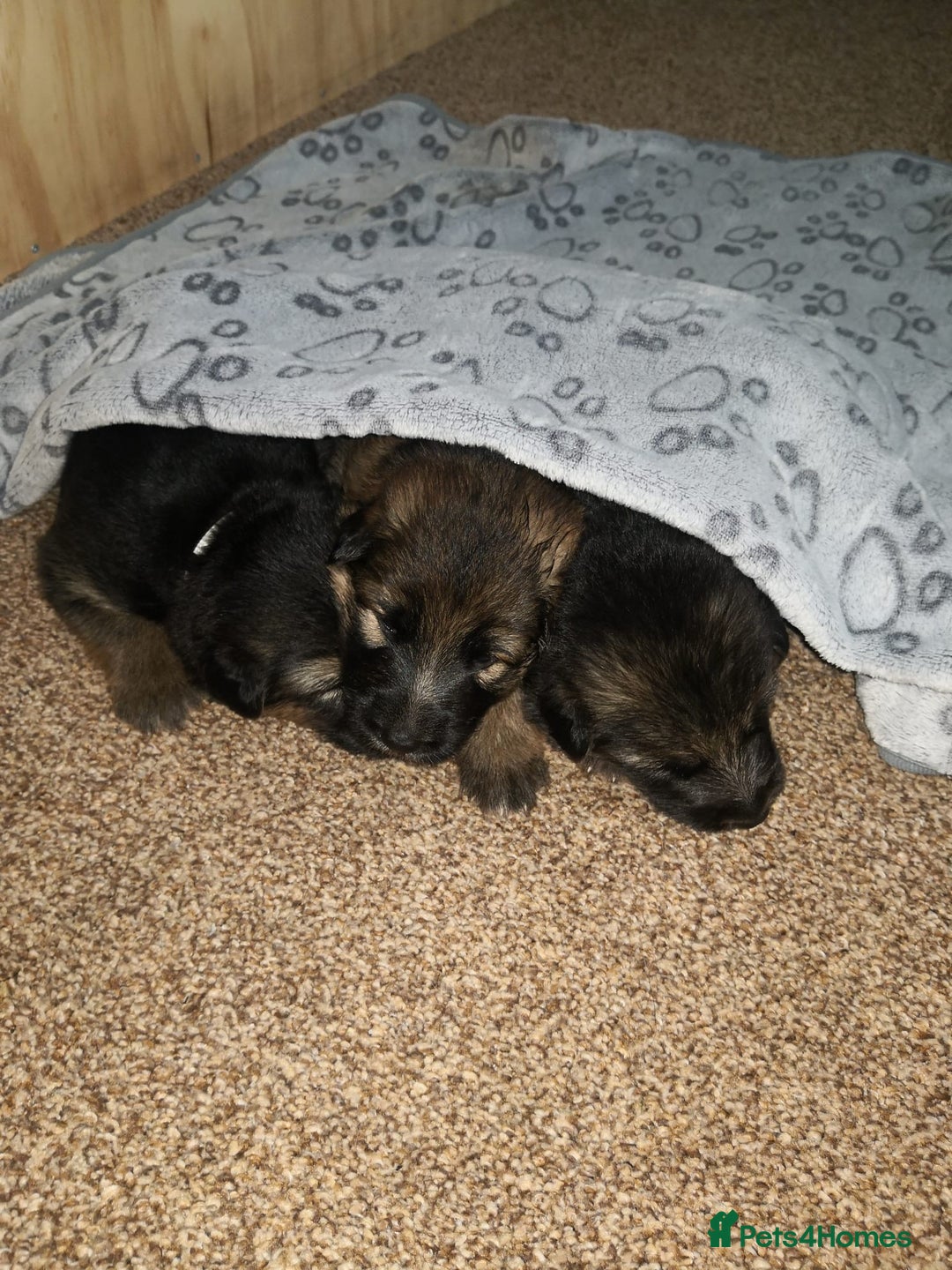 German Shepherd dogs for sale: KC Registered German Shepherd Puppies - Image 12