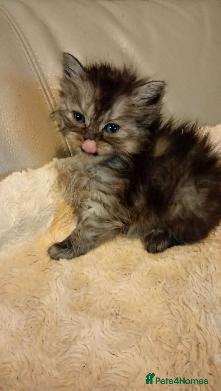 Persian cats Persian x Bengal Kittens - Advert 14