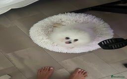 Pomeranian dogs for sale: KC White Ted  extra small Toy  Pom’ 💕 . in Saffron Walden - Image 17