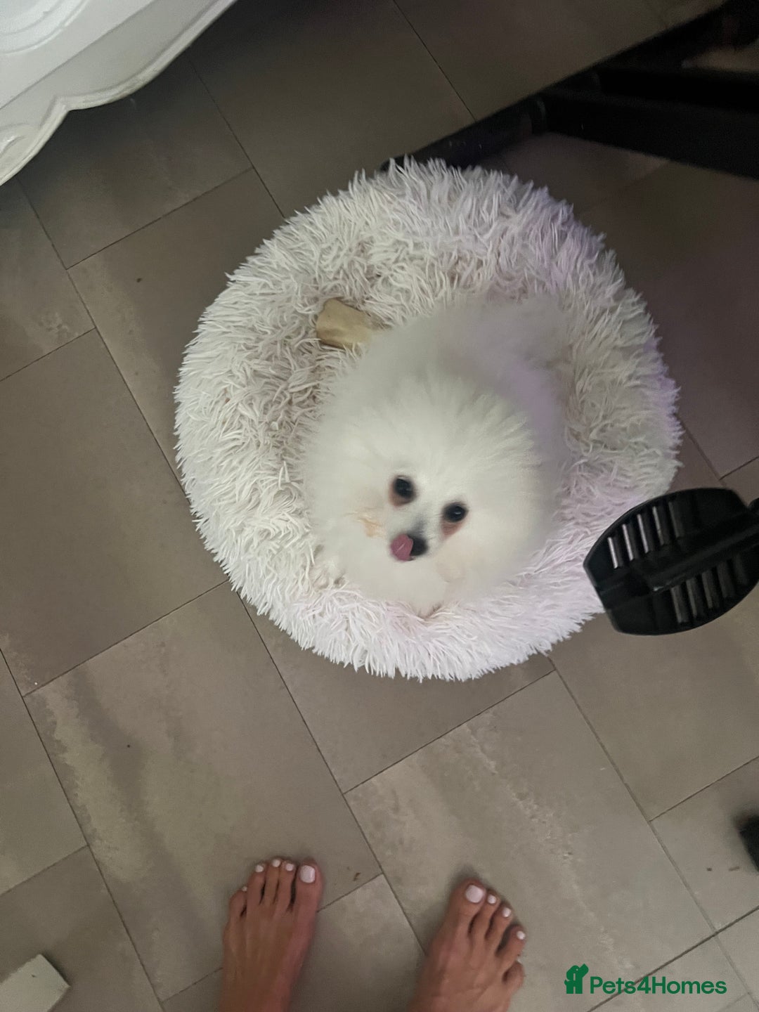 Pomeranian dogs for sale: KC White Ted  extra small Toy  Pom’ 💕 . in Saffron Walden - Image 17