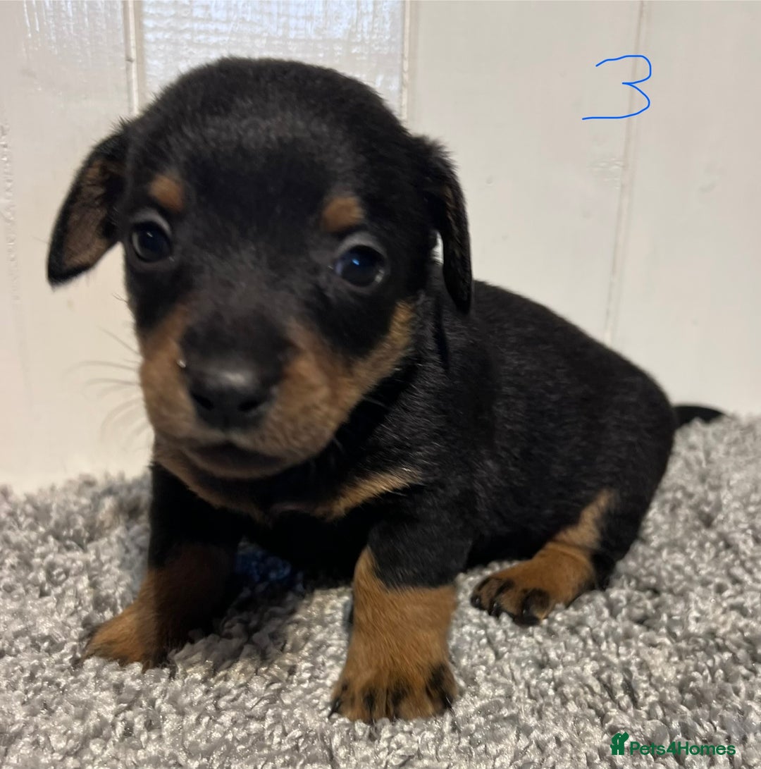 Lancashire Heeler dogs for sale: Lancashire Heelers - Image 22