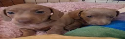 Miniature Dachshund dogs for sale: Whitney - Advert 21