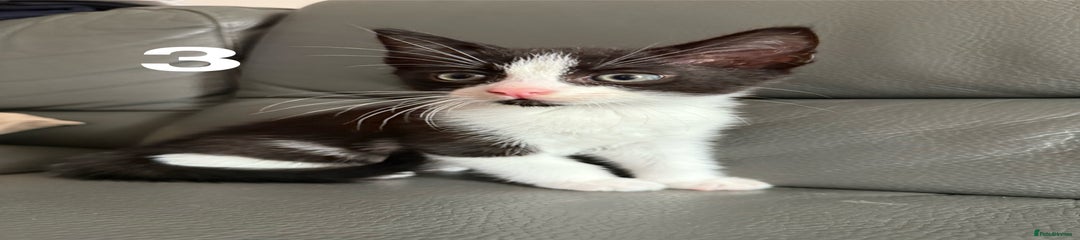 Domestic Shorthair Kitten 3