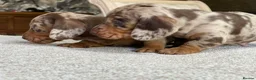 Miniature Dachshund dogs for sale: KC Mini Dachshund Puppies – Dapple & Chocolate - Advert 8