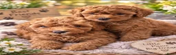 Toy Poodle dogs for sale: Show Quality Toy Poodle  - Advert 10