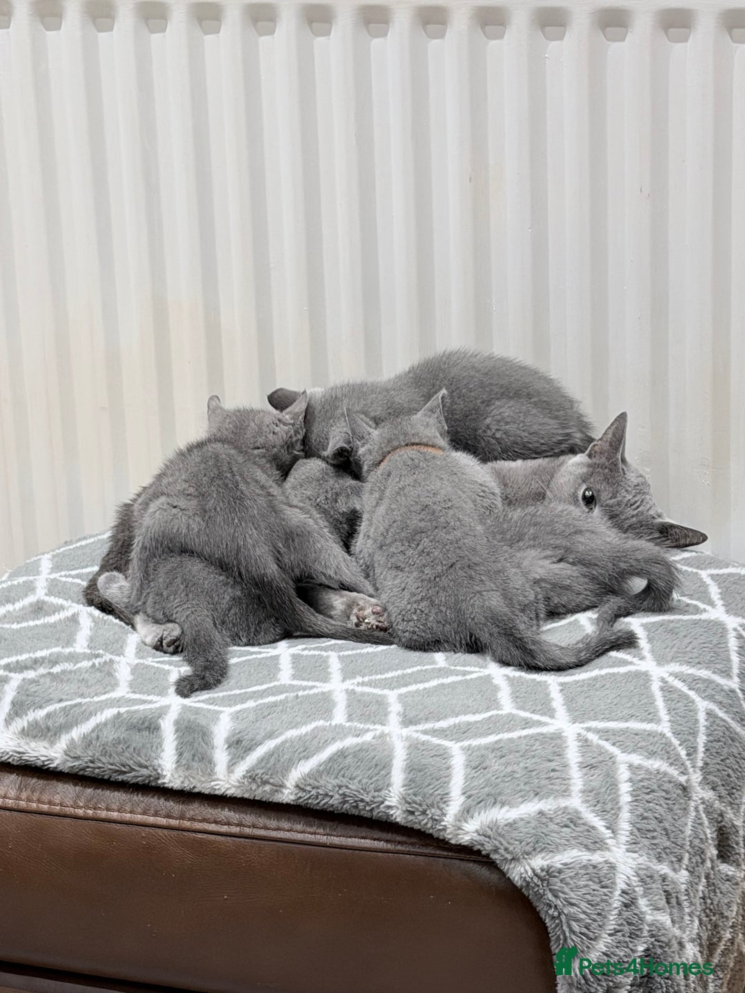 Russian Blue cats for sale: Stud 4 saleRussian blue breeding champ/ bloodlin - Advert 2