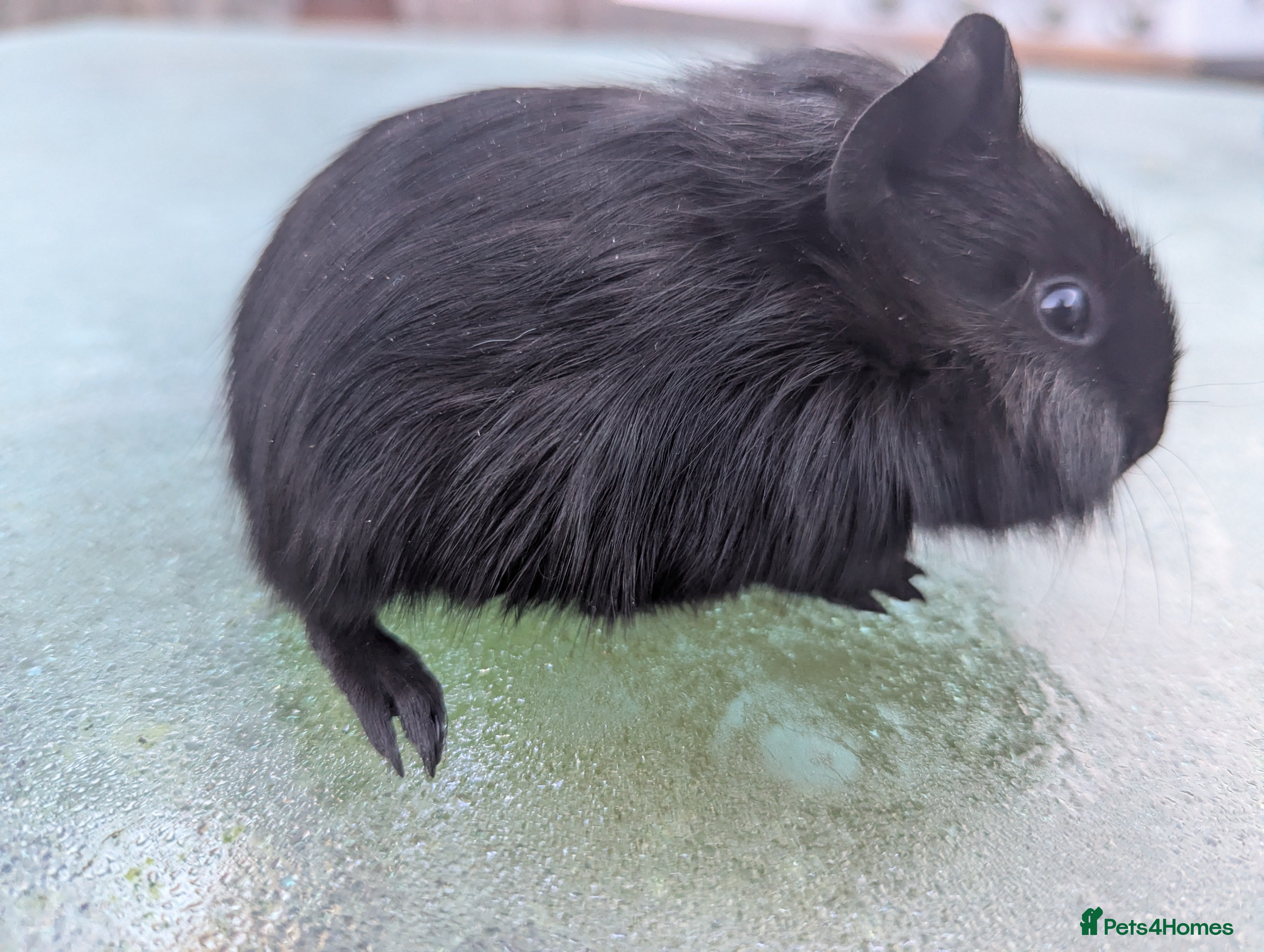 Guinea Pig rodents Black fluffy boar guinea pig boy - Advert 9