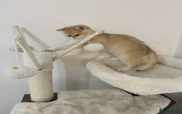 British Shorthair cats for sale: 💕Rare Show Quality Golden BRI ny12 Girl 💕 - Image 6