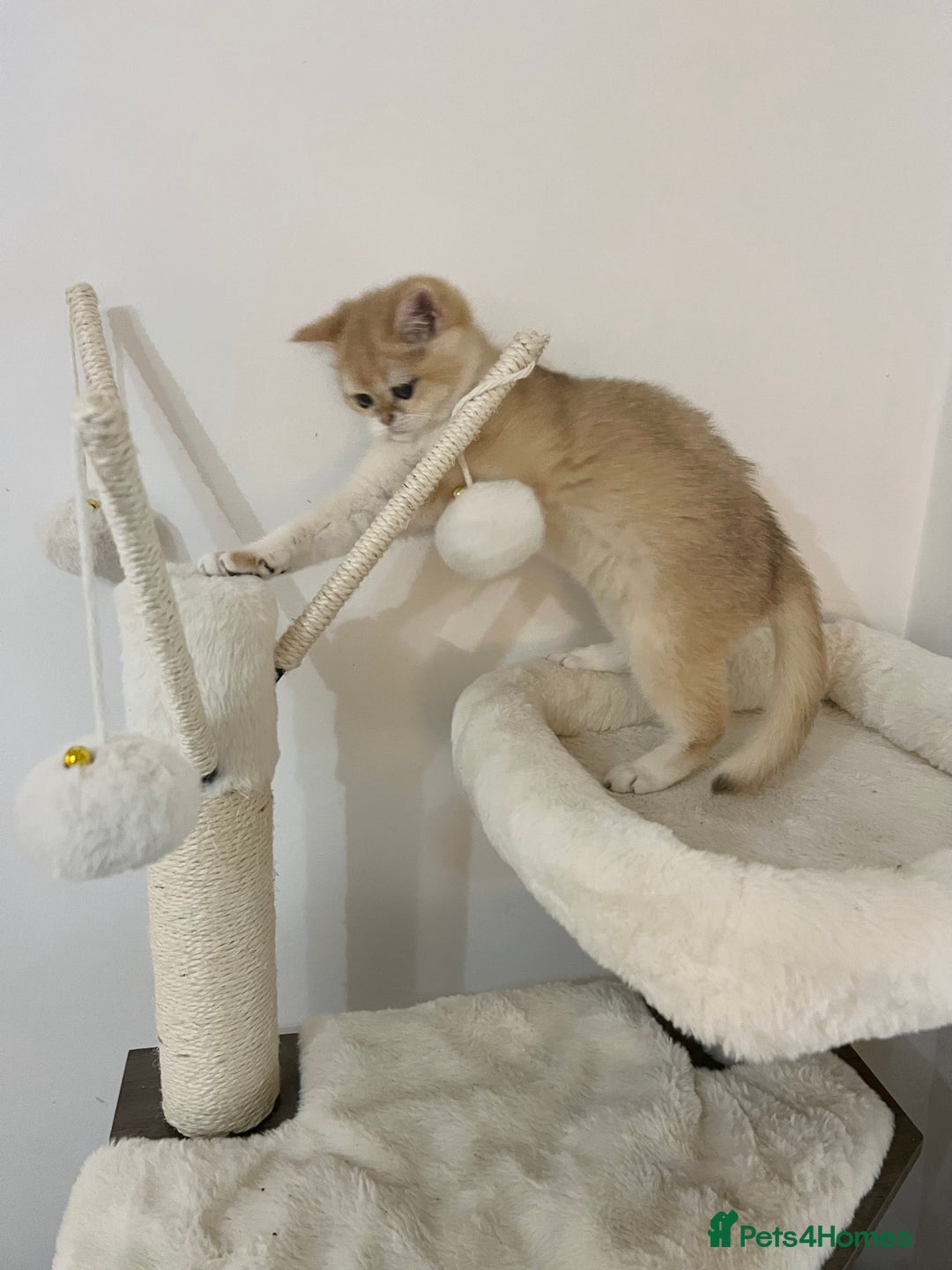 British Shorthair cats for sale: 💕Rare Show Quality Golden BRI ny12 Girl 💕 - Image 6