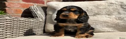 Cocker Spaniel dogs for sale: Stunning cocker pups kc reg ready now - Advert 19