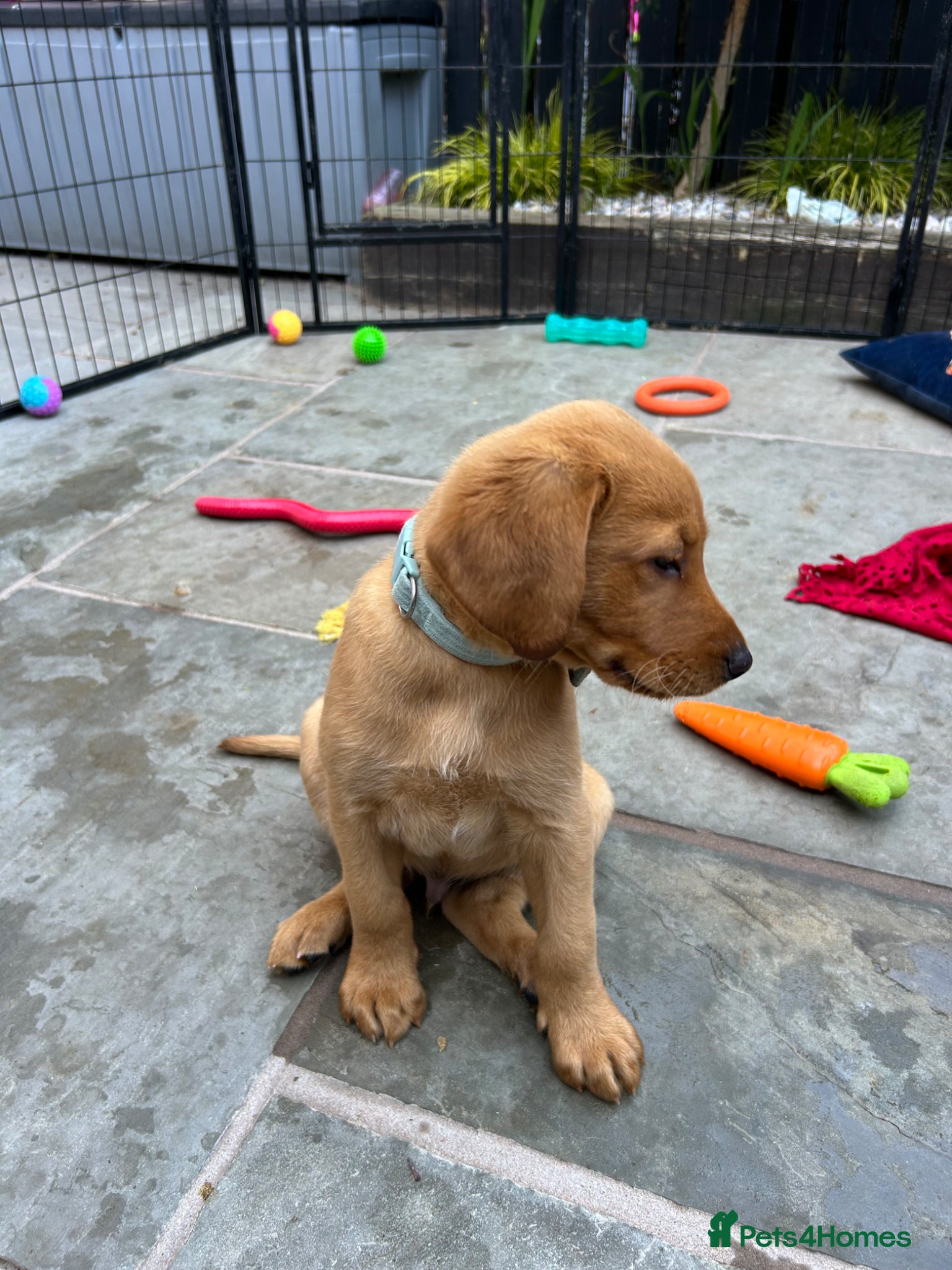 Labrador Retriever dogs KC Fox Red Labrador puppy for sale  - Advert 1