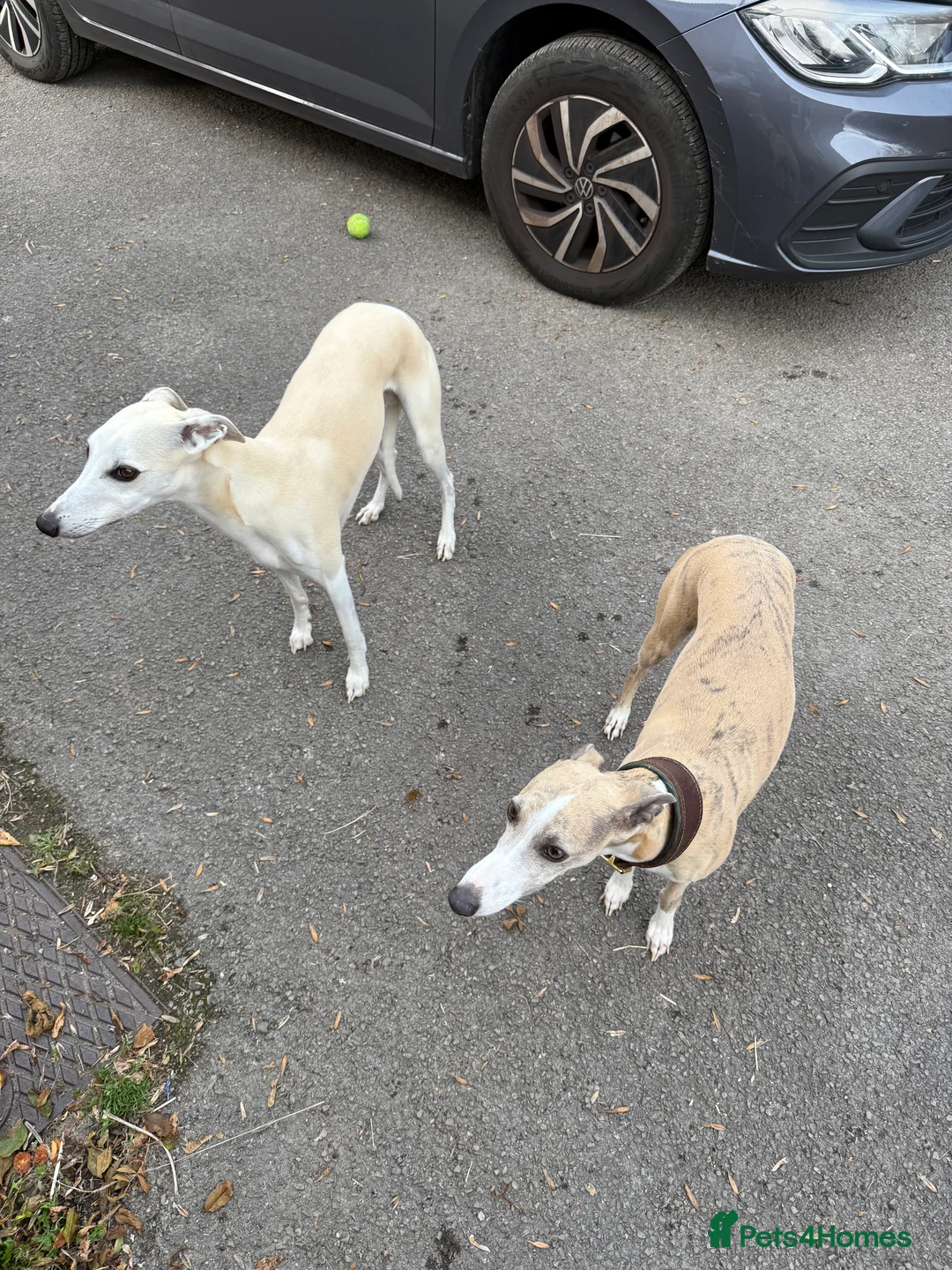 Whippet dogs for sale: Handsome Pedigree Whippet Puppies  - Advert 4