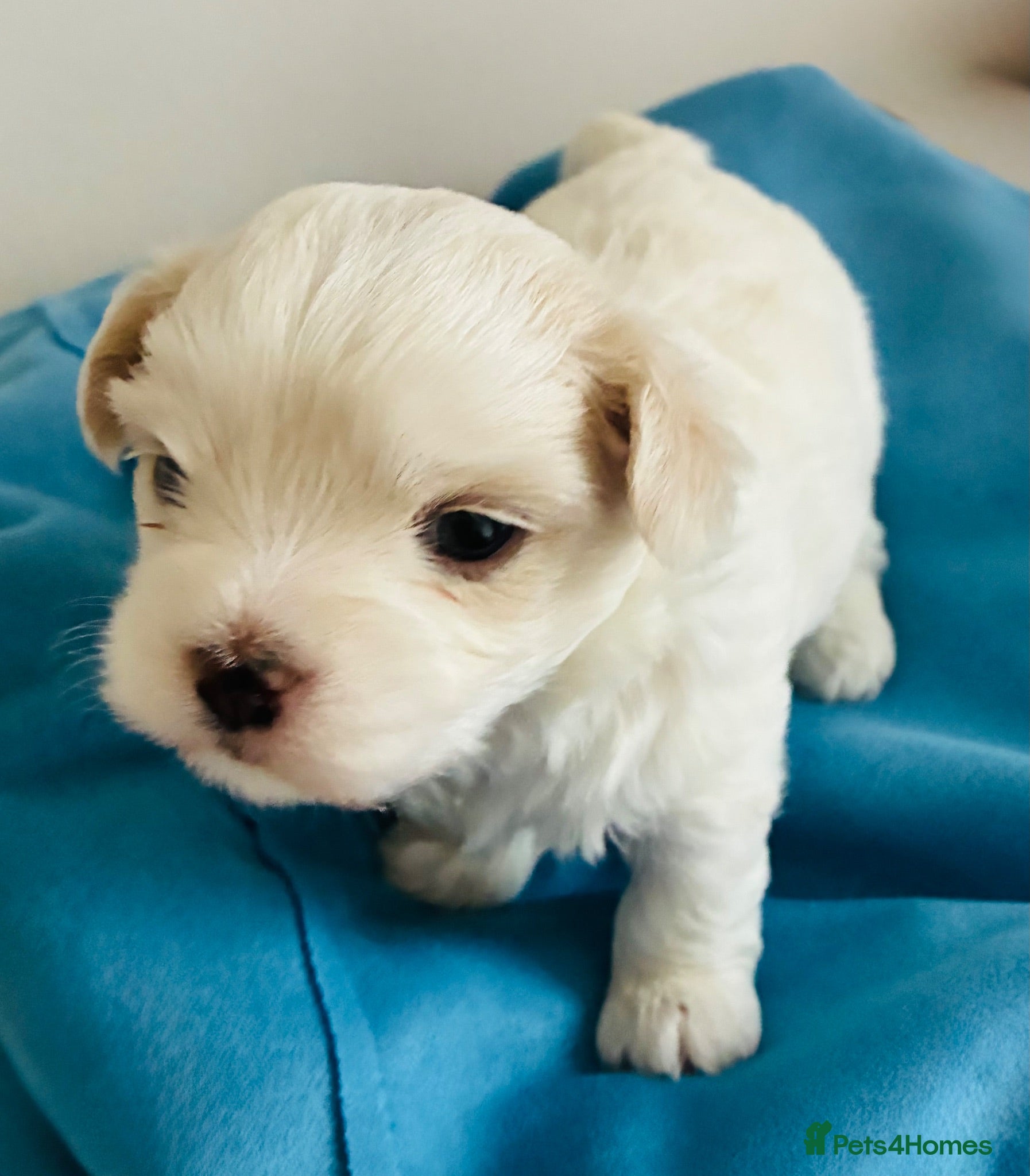 Maltese dogs Maltese puppies for sale - Advert 8