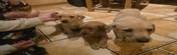 Labrador Retriever dogs for sale: Kc registered labrador pups in Omagh - Advert 4