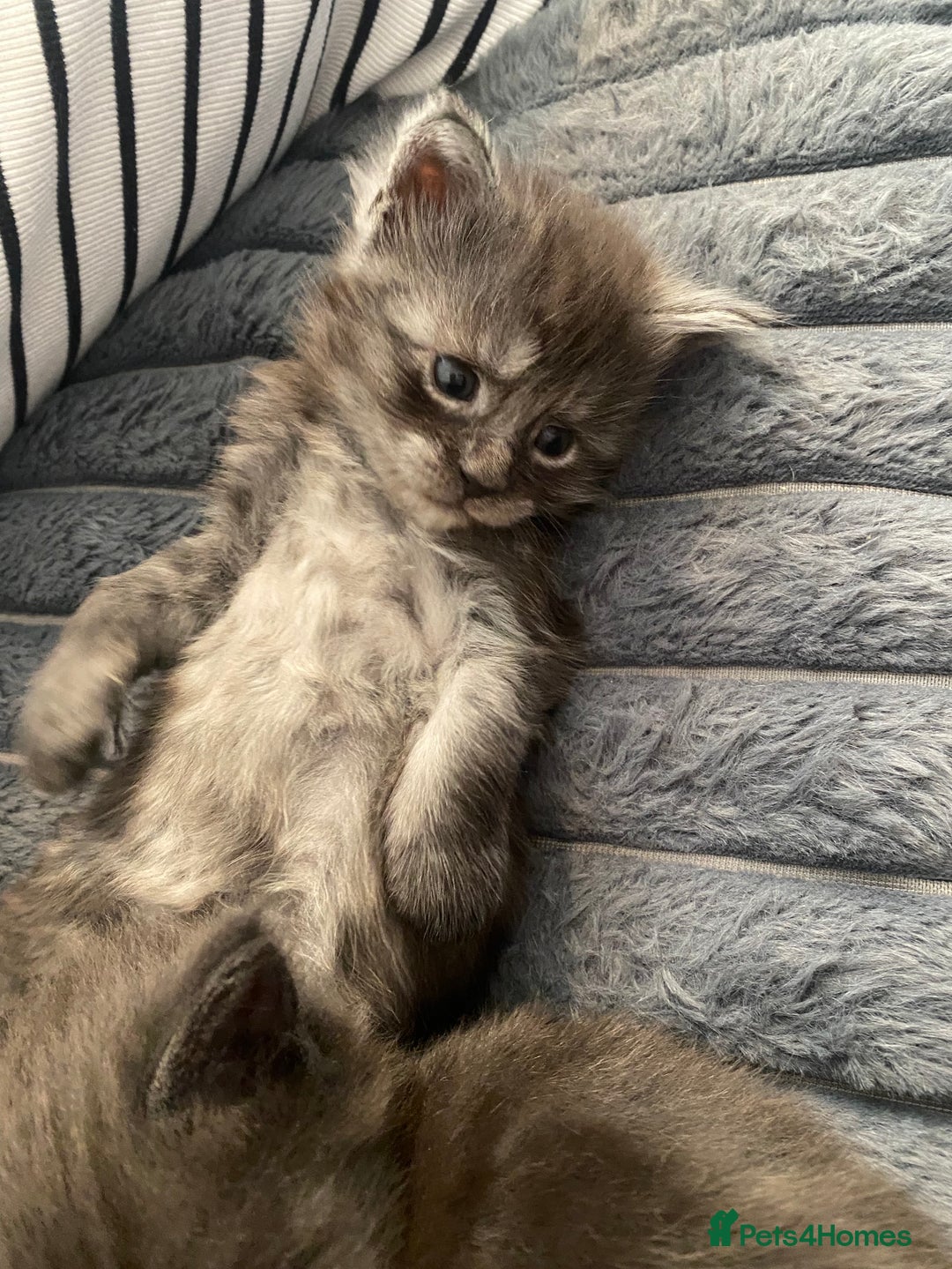 Maine Coon cats for sale: Maine Coon kittens for sale  - Image 3