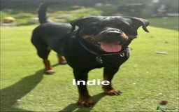 Rottweiler dogs for sale: Beautiful Purebred Rottweiler Puppy - Image 11