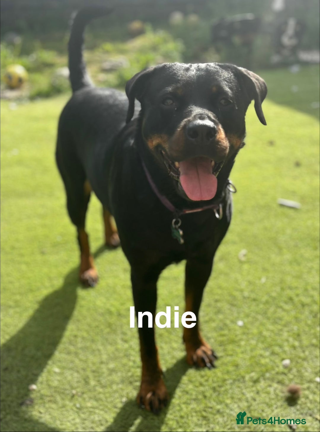 Rottweiler dogs for sale: Beautiful Purebred Rottweiler Puppy - Image 11