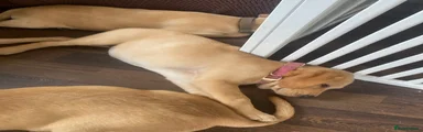 Labrador Retriever pink collar 