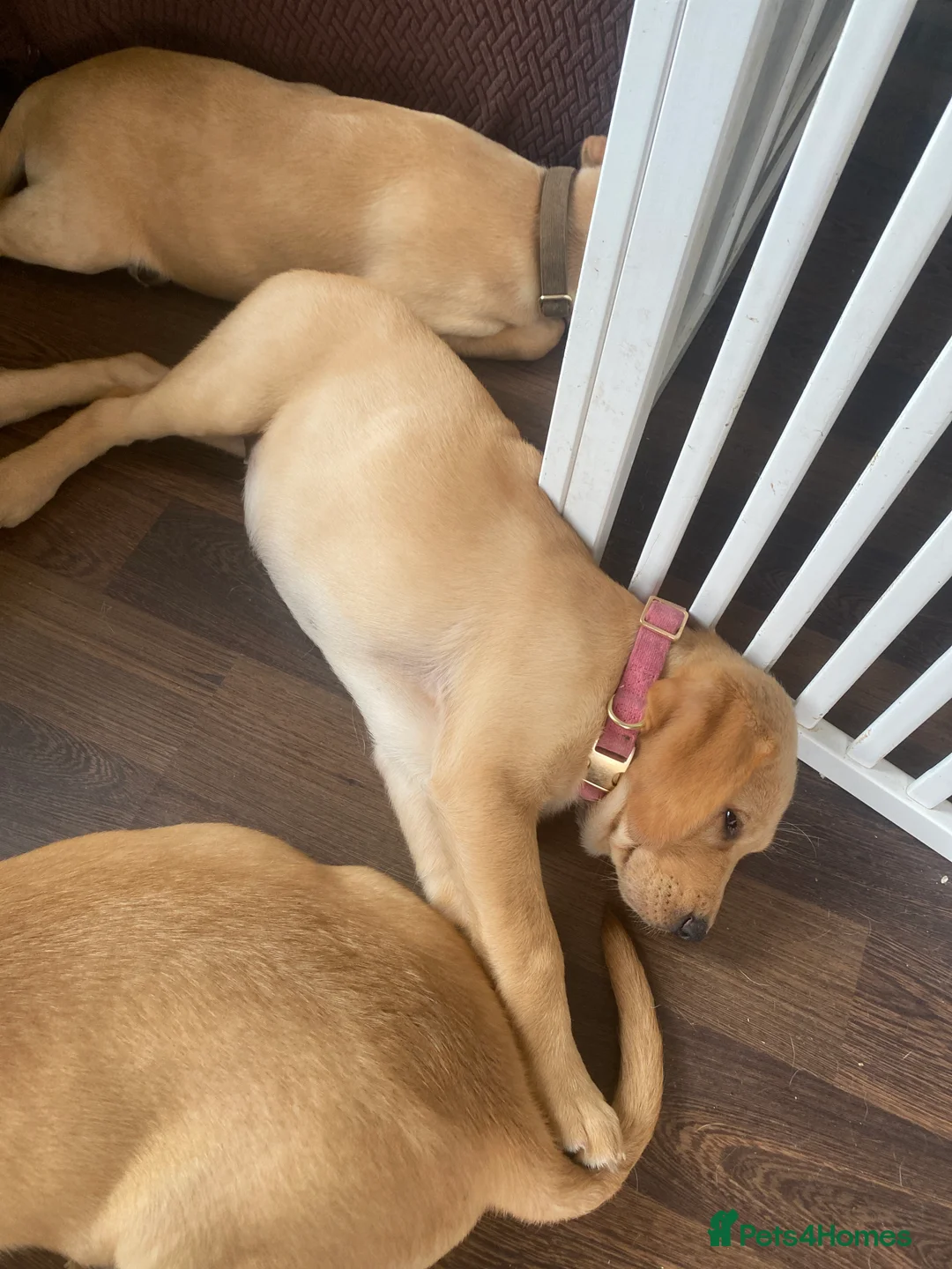 Labrador Retriever dogs for sale: Labrador Retriever Puppies Ready to Go Now!  - Advert 2