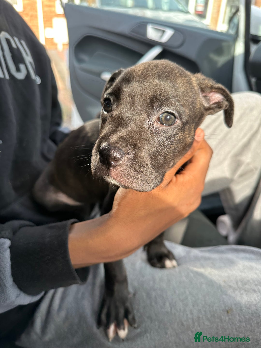 Mixed Breed dogs for sale: Cane corso x staff puppies  - Image 11