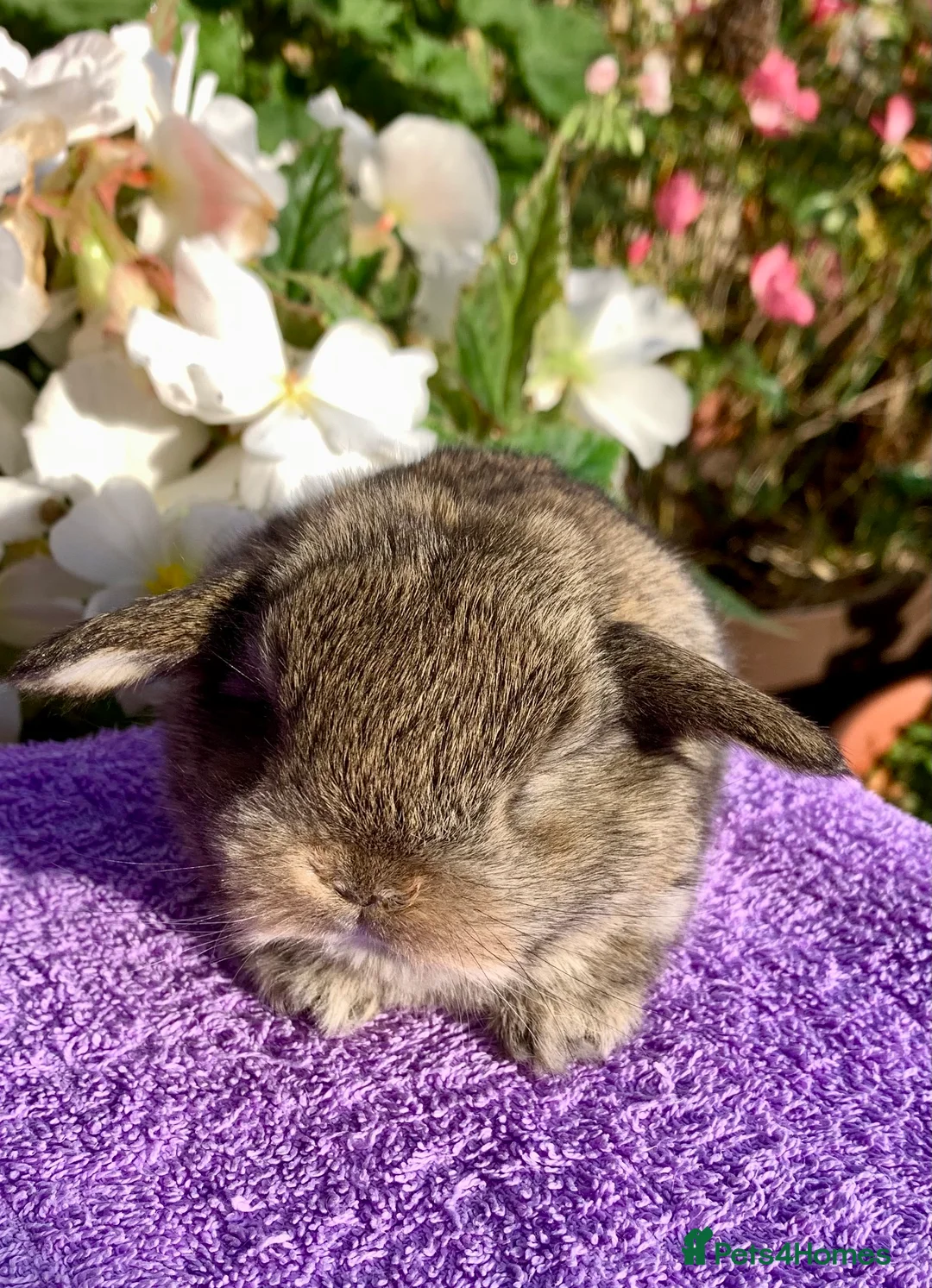 Mini Lop rabbits for sale: Gorgeous purebred baby mini lops ready to reserve - Advert 4