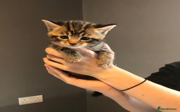 British Shorthair cats for sale: STUNNING AND LOVING BSH x DSH KITTENS - Image 2