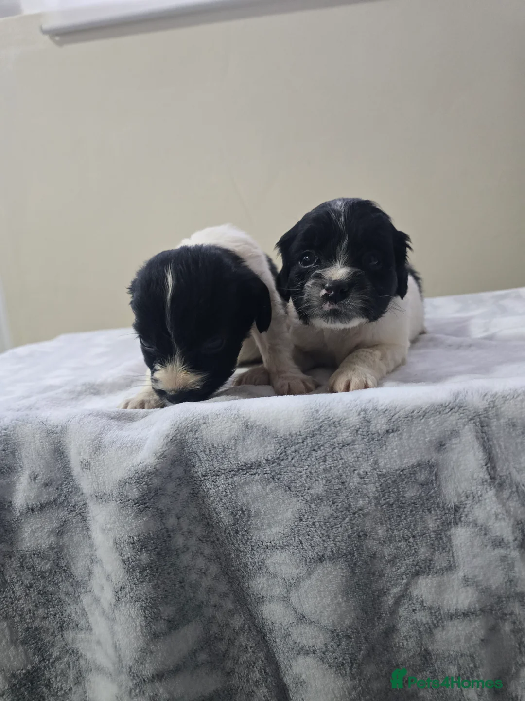 Mixed Breed dogs for sale: Malchi puppies  - Advert 19