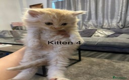 Persian cats for sale: X Persian kittens  - Image 8