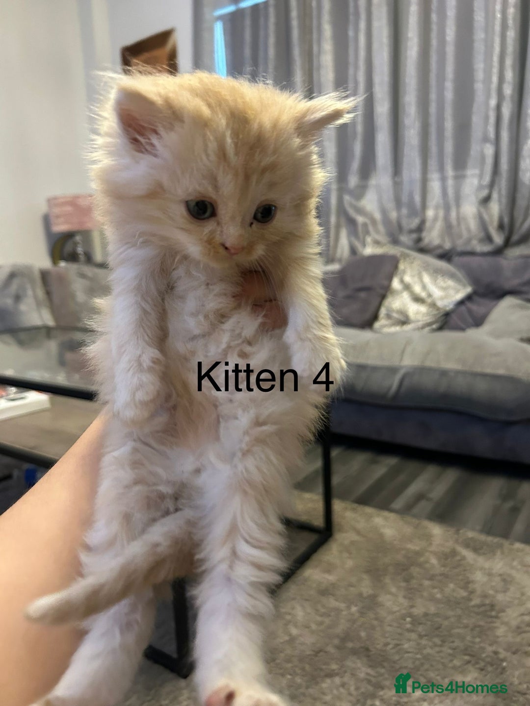 Persian cats for sale: X Persian kittens  - Image 8