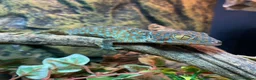 Gecko reptiles for sale: Tokay gecko full setup  in Bishop Auckland - Advert 1