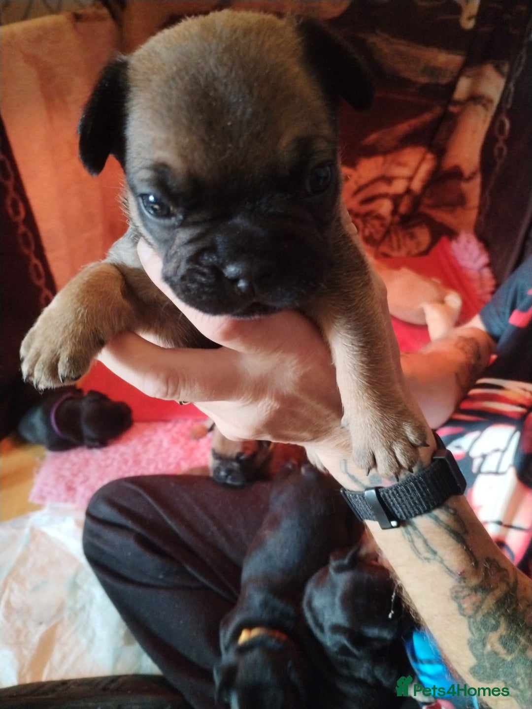 French Bulldog dogs for sale: French bulldog  - Image 6