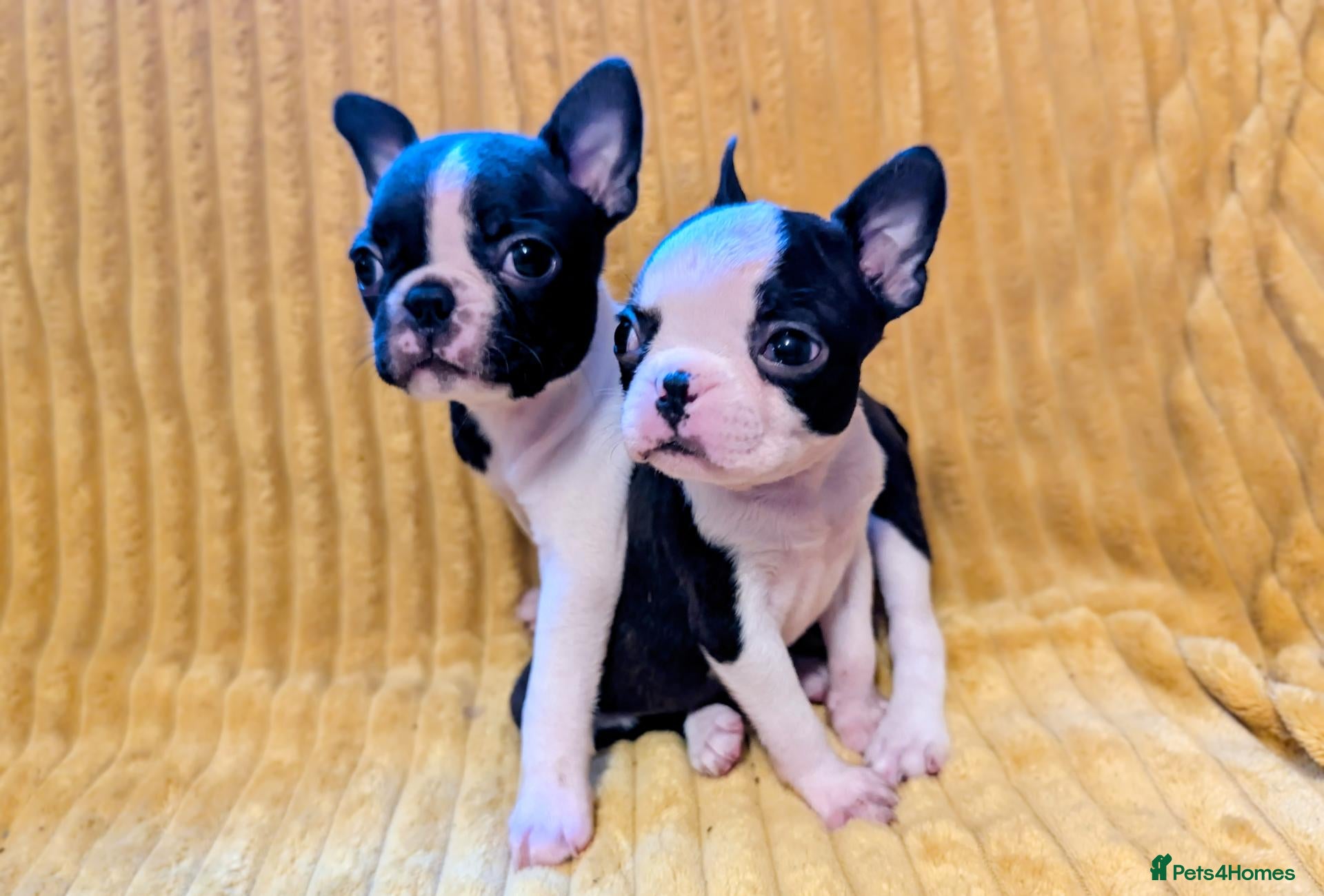 Boston Terrier dogs Adorable KC reg Boston Terrier  - Advert 17