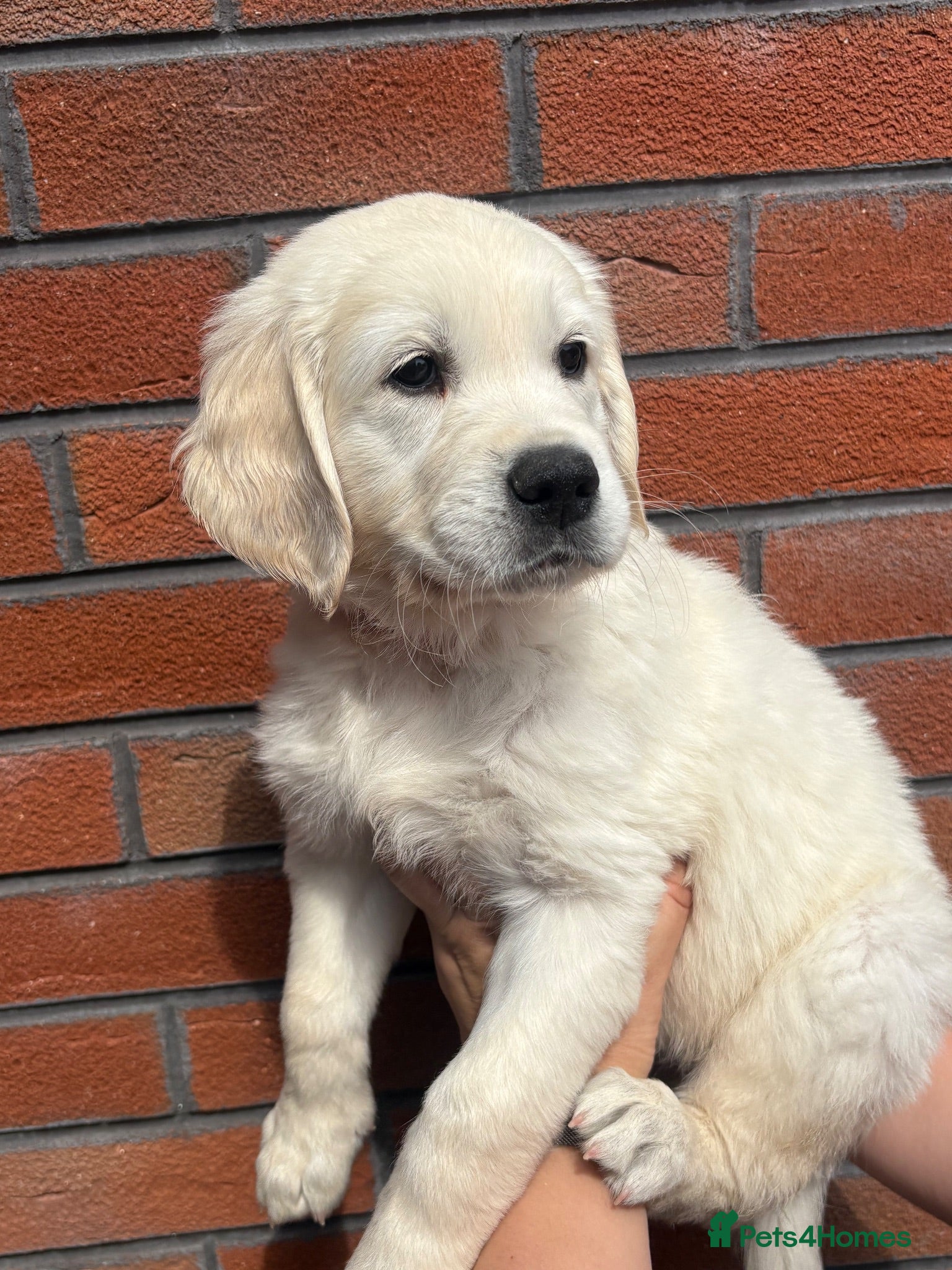 Golden Retriever dogs Cream kc registered golden retriever pups - Advert 13