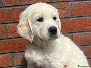Golden Retriever dogs Cream kc registered golden retriever pups - Advert 13