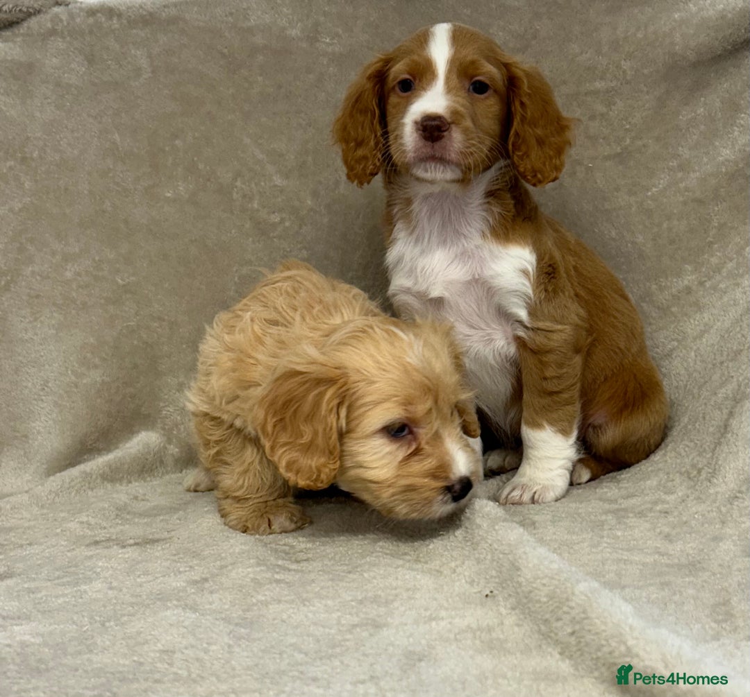 Cockapoo dogs for sale: Stunning cockapoo puppies  - Advert 15