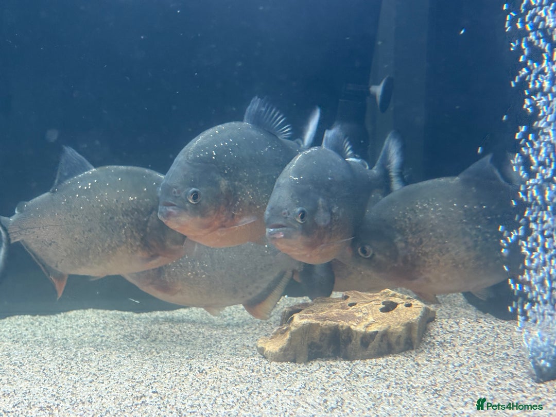 Piranhas fish for sale: Red Belly Piranhas - Image 7