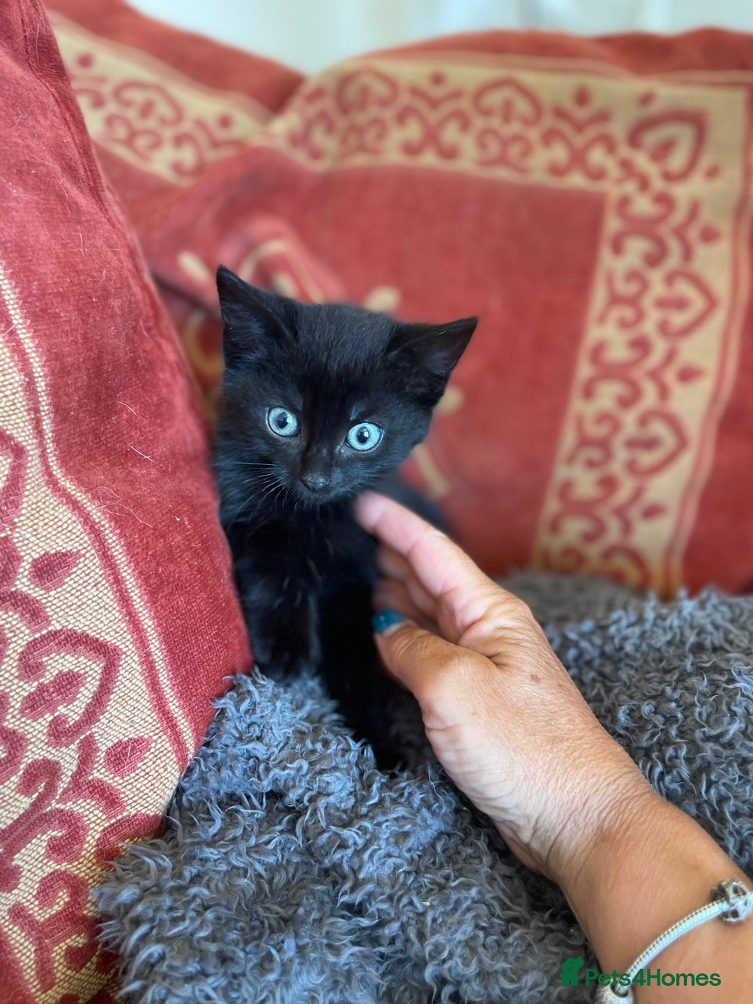 Mixed Breed cats for sale: Two Female 5 month old Kittens Mainecoon mix - Image 5
