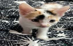 Mixed Breed cats for sale: Beautiful kittens - Image 4